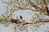 Aplomado Falconborder=